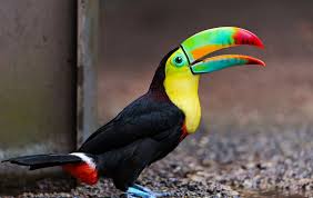 Bird With Colorful Beak Top 10 Amazing Beaks In The Species Of Birds The Mysterious World Animals Colorful Animals Bird Species