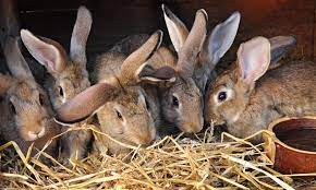 Check spelling or type a new query. Global Rabbit Meat Market Has Increased And Will Continue To Grow