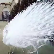 Birds Of A Feather 2020 Episodes White Peacock Video In 2020 Love Birds Painting Birds Funny Birds