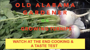 However, when it comes to your greens, you'll have to fill the sink with cold water and toss the greens into the water. Turnip Greens Seed To Plate Oag Youtube