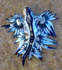 A 'blue dragon' recently washed up on australia's gold coast. Science Nudibranch Glaucus Atlanticus Beautiful Sea Creatures Sea Slug