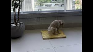 PIPI DOLLY'S BABY CREME