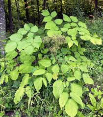 Image result for Scleria racemosa