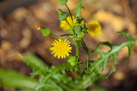 The plant develops a single tall stem wich becomes more robust once with age. How To Identify Weeds And Other Invasive Plants Bioweed