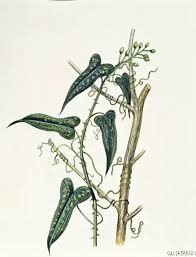 Image result for Smilacaceae