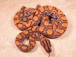 They get deep red/brownish color with an iridescent glow in their bodies. Brazilian Rainbow Boa Care Sheet Reptiles Cove