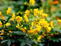 Image result for Senna sophera