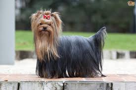 However, these long beautiful coats need daily care to prevent tangling. Yorkshire Terrier Dog Breed Facts Highlights Buying Advice Pets4homes