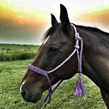Custom rope halters made from premium 1/4 double braided yacht rope. Braids By Brette Academy Diy Braided Horse Tack Online Courses