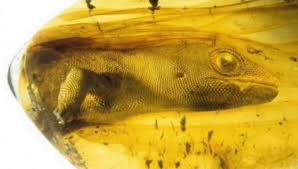 A 23-million-year-old lizard was trapped in tree resin during the age of early mammals — and it still has its skin. Discovered in the amber mines of Simojovel, Chiapas, Mexico, this tiny