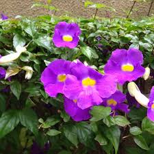 Image result for Thunbergia erecta