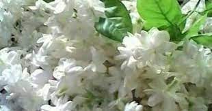 Pin By Kirti Jamnadas On 77 Beautiful Flowers Jasmine Flower Bulb Flowers