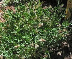 Image result for Trifolium polystachyum