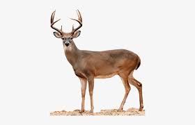 White Tailed Deer Png Transparent Png 400x449 Free Download On Nicepng Check it how to make the background transparent in paint 3d on windows. white tailed deer png transparent png