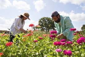 Deadhead) when their color starts to fade to encourage more flowers to grow. Meet A Young Texas Couple Who Quit Their Jobs To Start A Flower Farm
