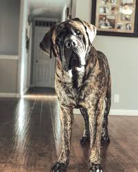 14 Reasons To Adore English Mastiffs Bull Mastiff Dogs Mastiff Puppies English Mastiff Puppies