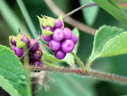 Image result for Lantana rugosa