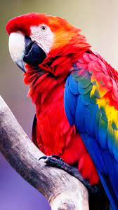 Looking for the best wallpapers? Parrot Mobile Wallpapers Wallpaper Cave