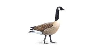 Black bill, neck and face with white chinstrap. Canada Goose Facts Branta Canadensis The Rspb