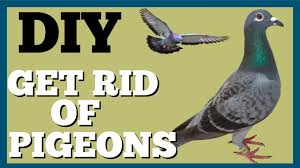 How to keep pigeons away. Trick To Get Rid Of Pigeons On Roof Dad S Den Youtube