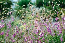 Image result for Dierama formosum