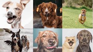 But, how do these dogs choose who to like and who to dislike? 20 Of The Derpiest Dogs On Instagram Dogs Derp Dogs Instagram