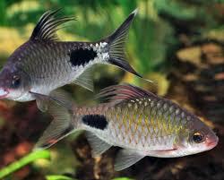 Image result for Bulbostylis filamentosa