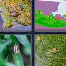 4 Fotos 1 Palabra Caracol Charca O Fango Verde 4 Fotos 1 Palabra Palabras Letras