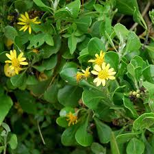 Image result for Chrysanthemoides monilifera