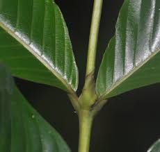 Image result for Pauridiantha