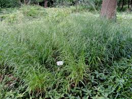 Image result for Brachypodium