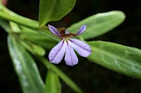Image result for Lobelia anceps