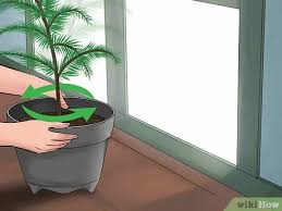 Make sure there is enough drainage so that any excess water will drain away from the soil. How To Care For A Norfolk Pine 15 Steps With Pictures Wikihow