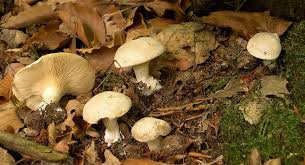 20 Champignons Comestibles La Liste Complete Pour Les Identifier Champignon Comestible Champignon Reconnaitre Les Champignons