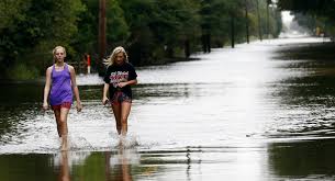 Image result for Harveya huillensis