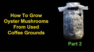 This is the second video to my series, thanks for watching. How To Grow Oyster Mushrooms From Used Coffee Grounds Part 2 Identifying Contamination Youtube