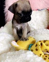 Pin By Kristina On Bro It S A Pug In 2020 Teacup Pug Cutest Dog Ever Cute Pugs
