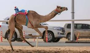 This profile haven't been tested for including herbing/mining while flying around so use at own please remember that whenever you find one mysterious camel figurine you will have to logout and clear your wow cache. Saudi Arabia Sets New Guinness Record With Largest Camel Statue Arab News
