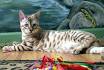 Snow Bengal Kittens Available Seal Lynx Point Kittens ...