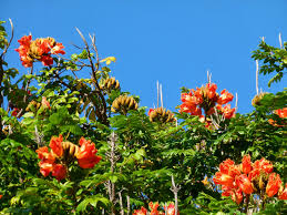 Flowering trees are one of the best signs that the spring season is here. Visit Key West Fantastic Flowers Of Key West