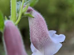 Image result for Ceratotheca sesamoides