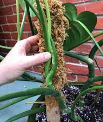 Diy Moss Poles Cool Plants Diy Plants Planting Vegetables