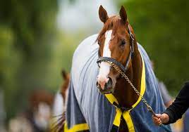 How Old Are The Race Horses Racing The Kentucky Derby