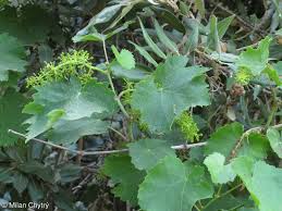 Image result for Vitis