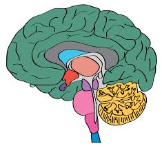 Le proteine sono composte da aminoacidi. The Human Brain The Human Protein Atlas