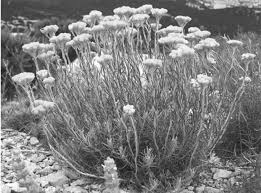 Image result for Helichrysum maranguense