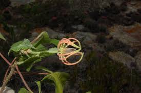 Image result for Pavonia leptocalyx