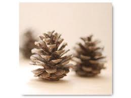 There's something magical about handmade pinecone animals such as owls, foxes, hedgehogs, and penguins. Pinecone Photo Home Decor Still Life Nature By Semisweetstudios Pine Cones Cones Crafts Wedding Themes Winter