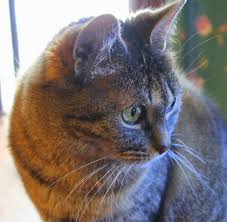 Can cats eat cheese safely? Camille The Cat And A Question For You Kevin Lee Jacobs