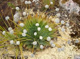 Image result for Eriocaulaceae